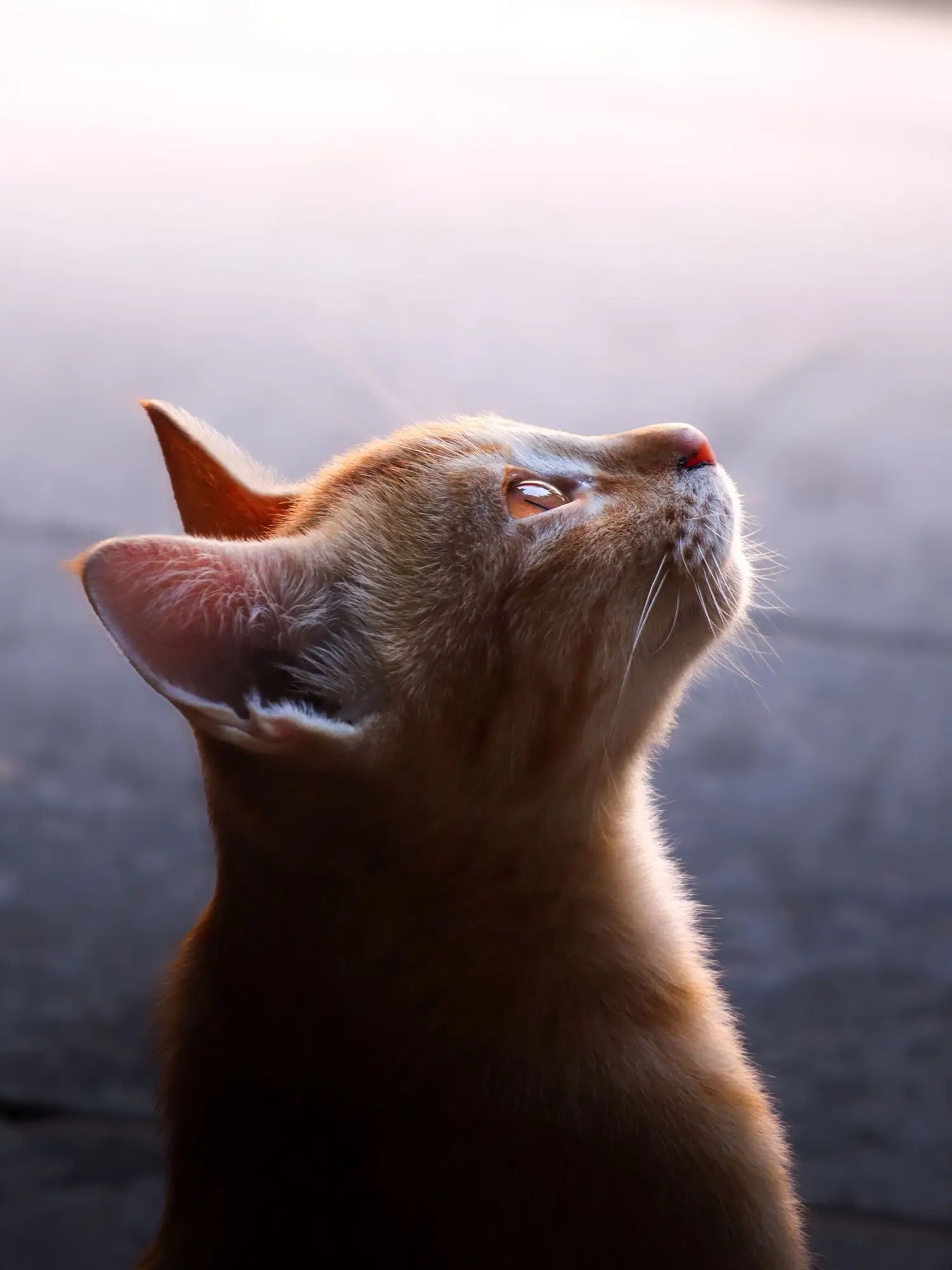 Chat roux tigré levant la tête vers le haut avec curiosité dans une lumière dorée