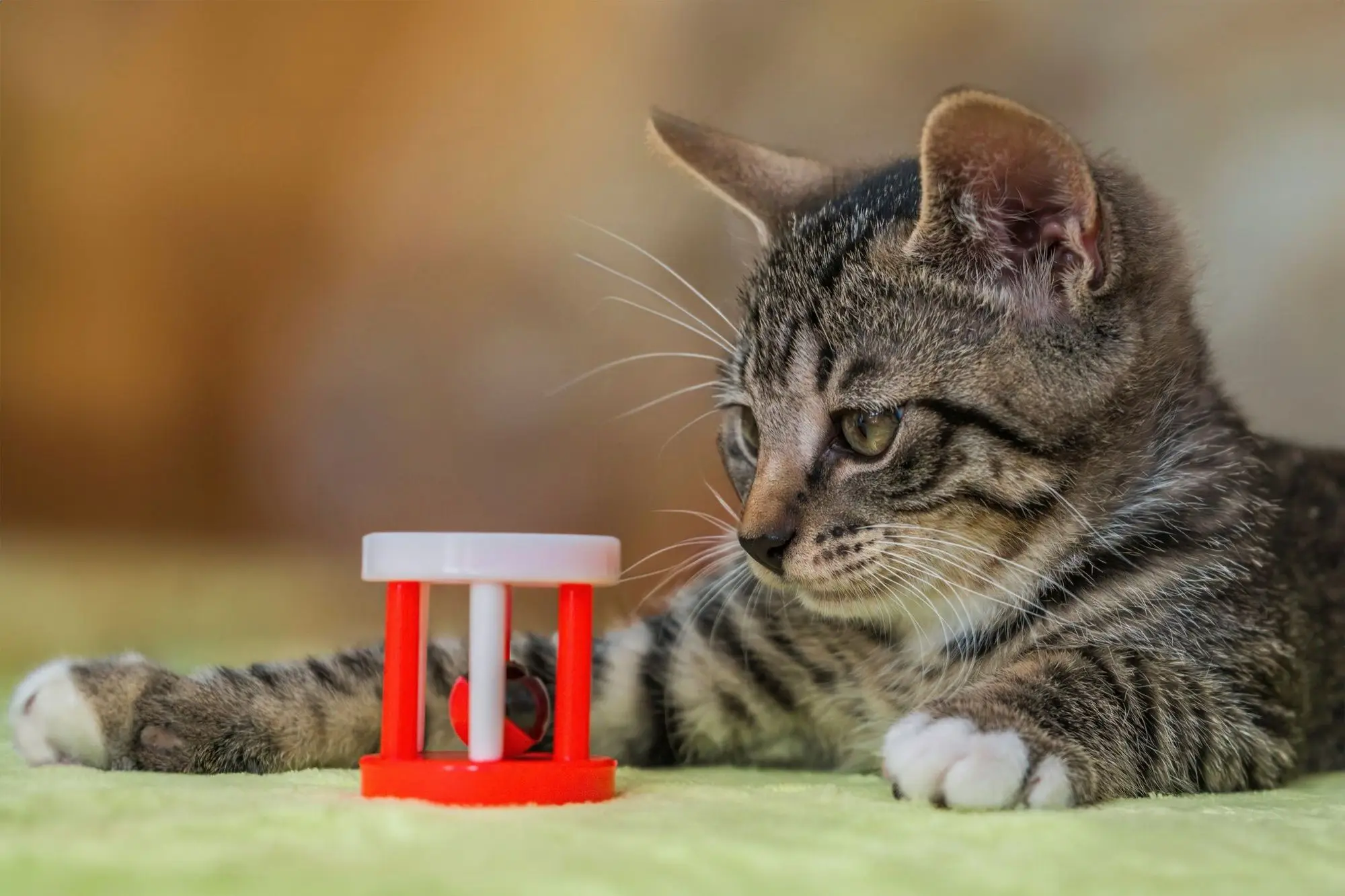 Chaton tigré observant un jouet interactif rouge avec une balle enfermée posé sur un plaid