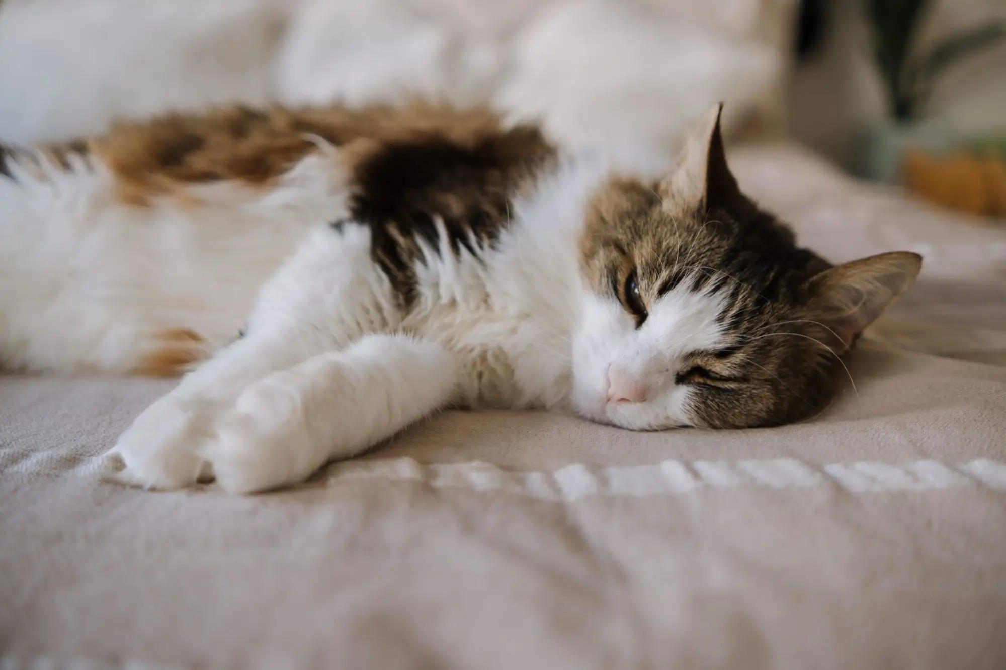 Chat tricolore endormi paisiblement sur un lit aux draps beiges dans une chambre lumineuse